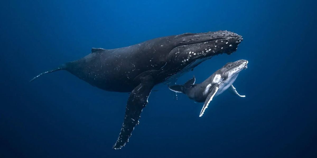 Swim with Humpback Whales