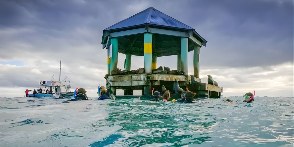 Seal and Dolphin Island Hopping
