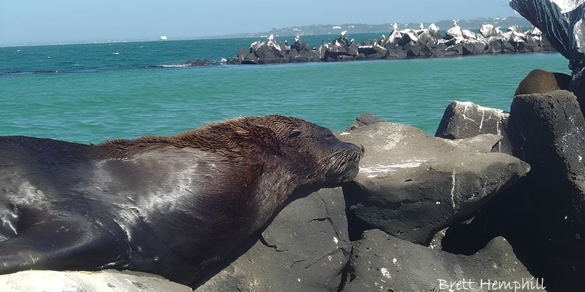 Snorkel - Popes Eye 10m (Queenscliff)