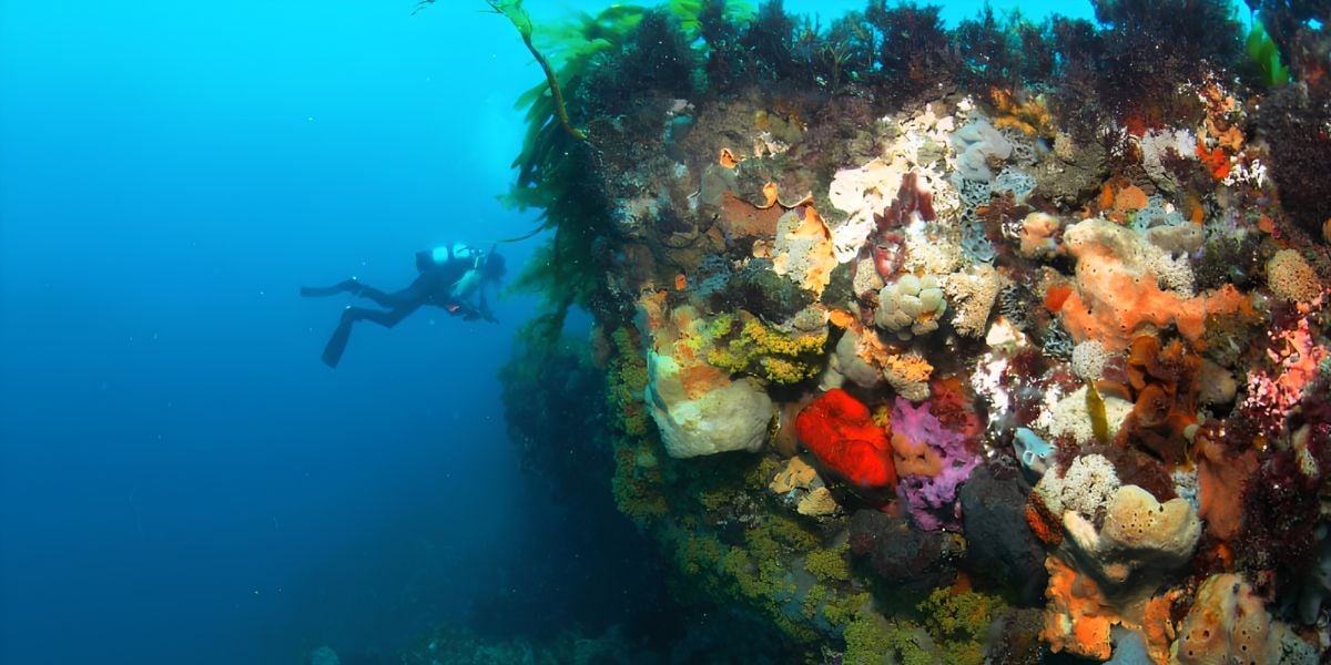 Scuba Dive | Lonsdale Wall 12-38m (Sorrento)