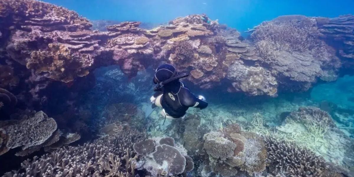 Fun Dive & Line Dive / Day 2 | Local Reefs Sunshine Coast