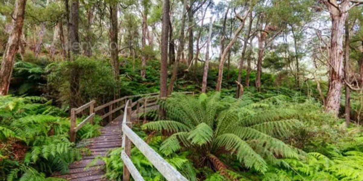 Fast Hike - 32km Baldrys Crossing to Cape Schanck Return