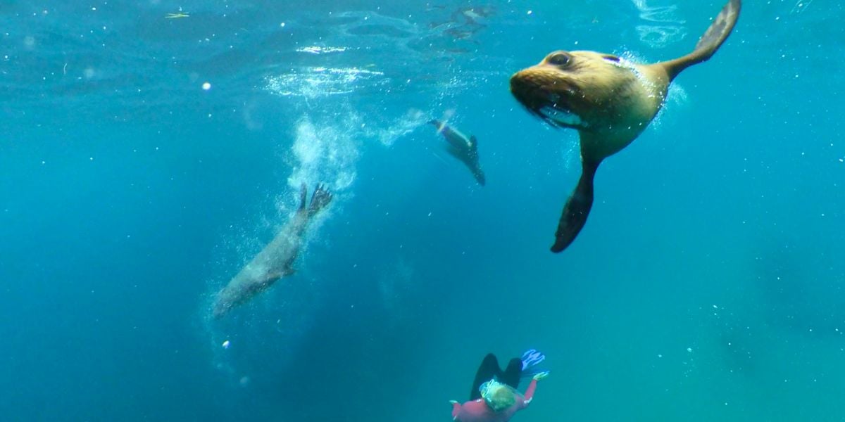 Seal Swim Adventure Tour