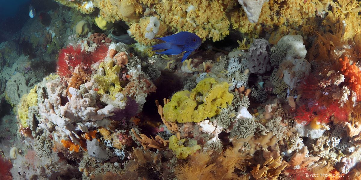 Scuba Dive | Ripbank 16-60m (Queenscliff)