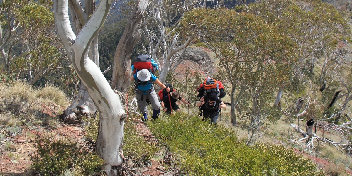 Crosscut Saw Adventure – 5 Days