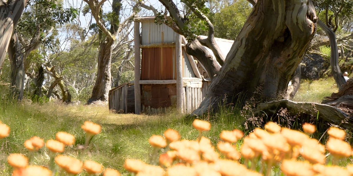Falls Creek / Alpine National Park - Full Day Guided Nature Tour