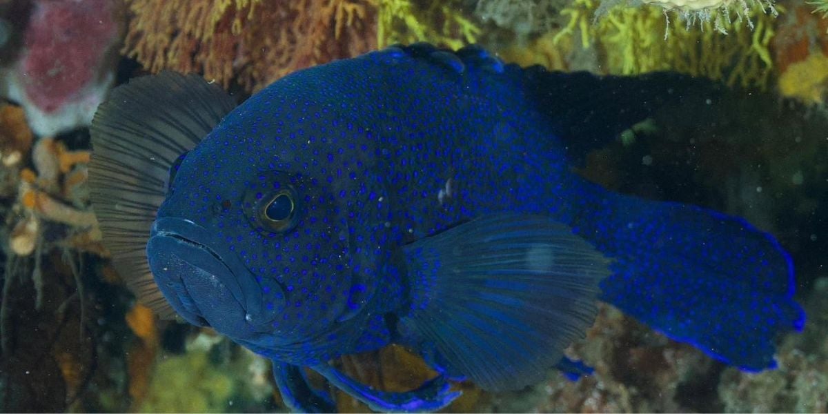 Scuba Dive - Spot G 17-60m (Queenscliff)