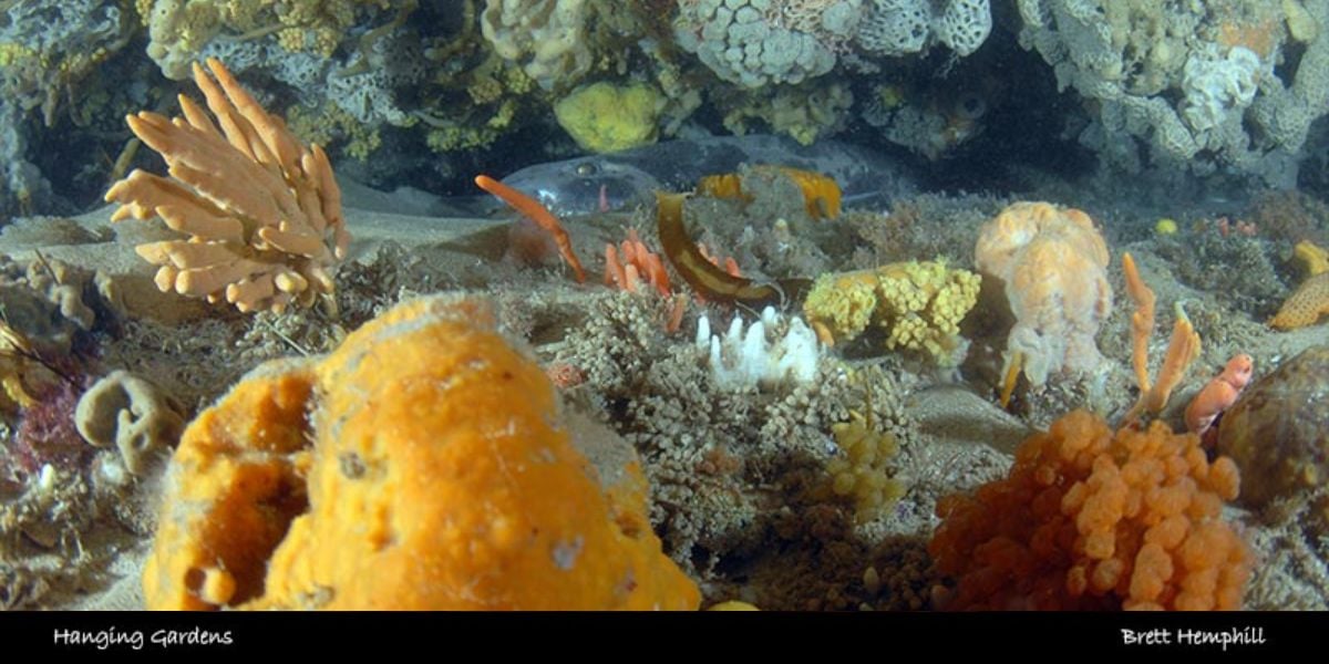 Scuba Dive - Hanging Gardens - 20-60M (Queenscliff)
