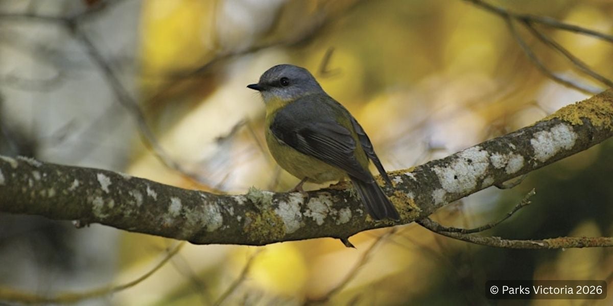 Birds of Plenty Gorge - Yarrambat