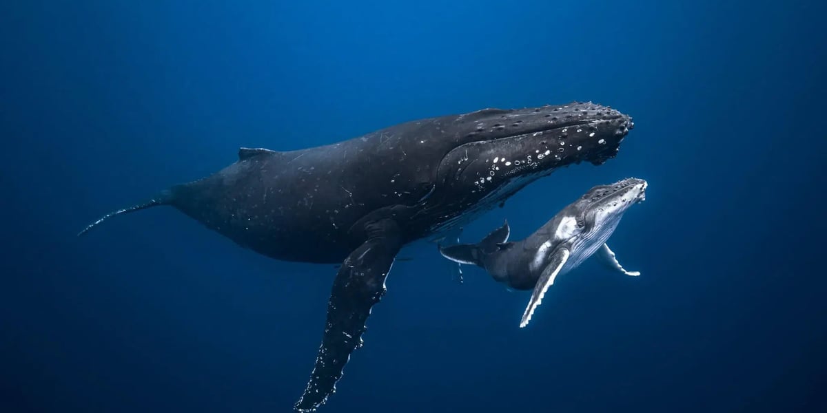 Whale Week Australia