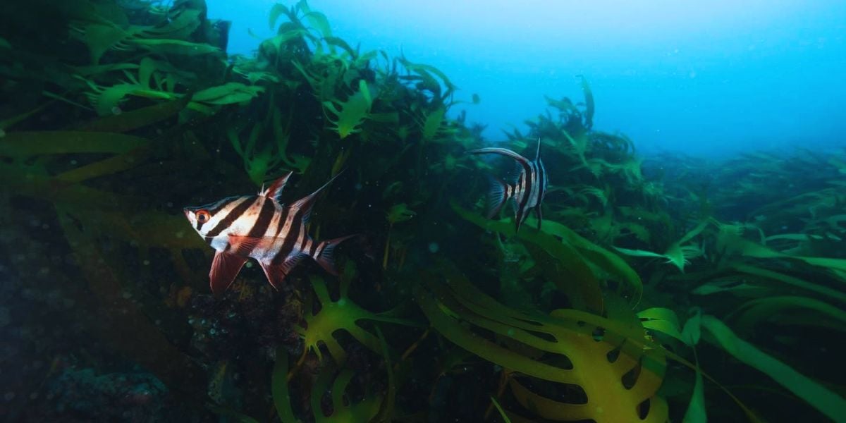Scuba Dive - Kelp Beds Reef 7-23m (Queenscliff)