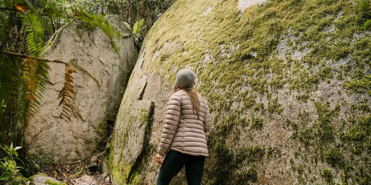 Forest therapy - Recharge in nature