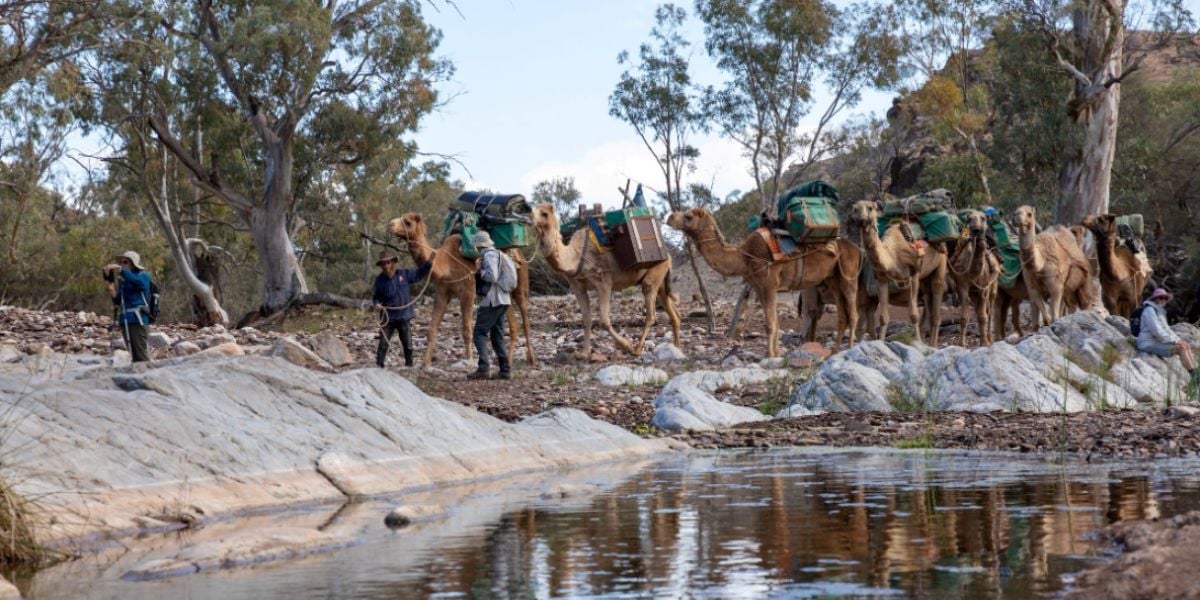 Flinders Ranges with Camels Walk – 9 Days