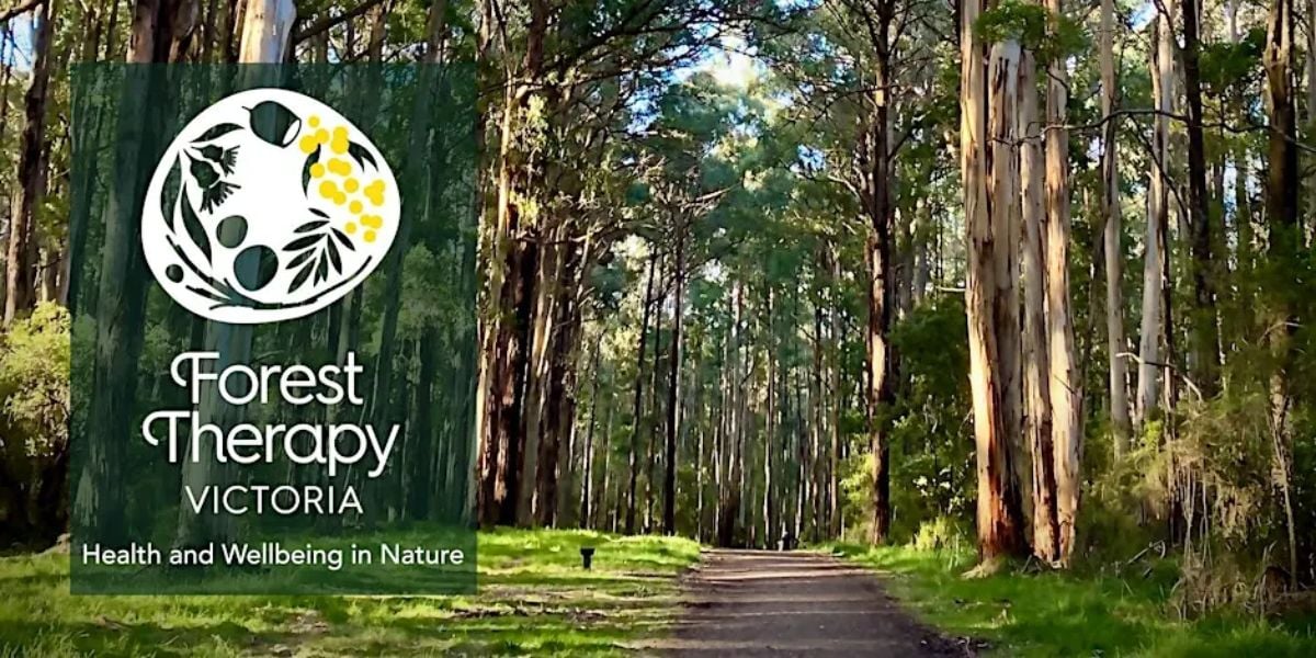 Forest Therapy at Grant's Picnic Ground (Sherbrooke, The Dandenongs) (LCx)