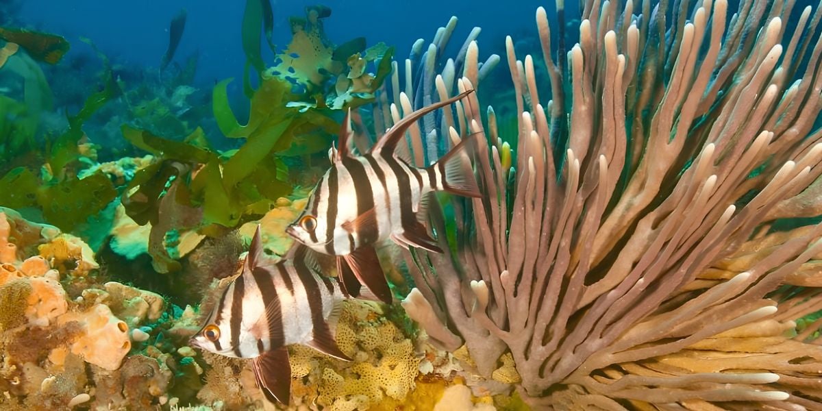 Scuba Dive | Lonsdale Bommies 12-20m & The Zoo 12-22m Double Dive (Queenscliff)