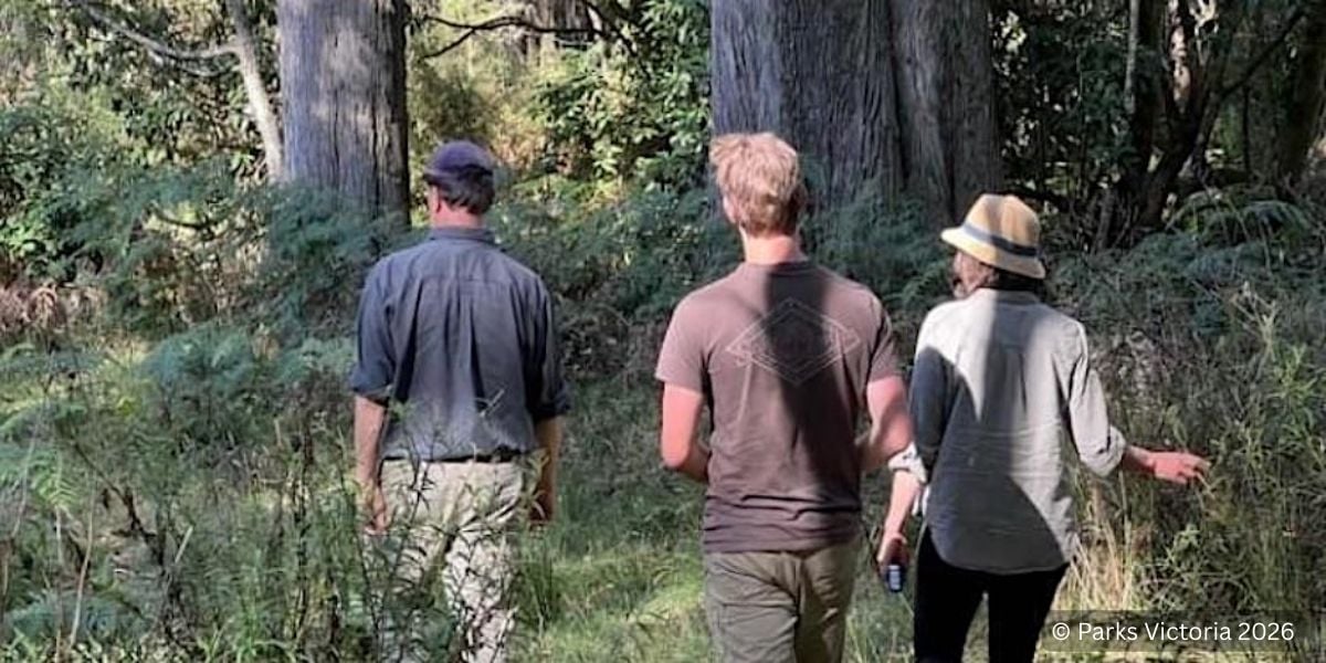 Immersive Forest Walks at Mount Macedon