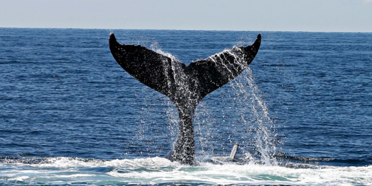 Hot Springs, Hikes & Humpbacks