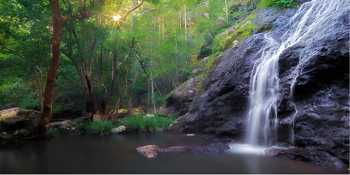 Noosa Hinterland Walk and Sunshine Coast Hinterlands Walk - 3 Days