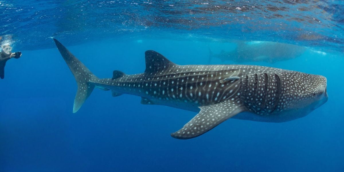 Maldives Island Life | Swim Adventure