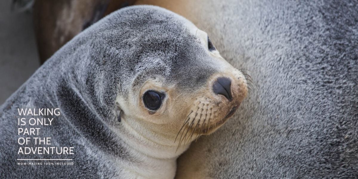 Kangaroo Island walk - 4 Days
