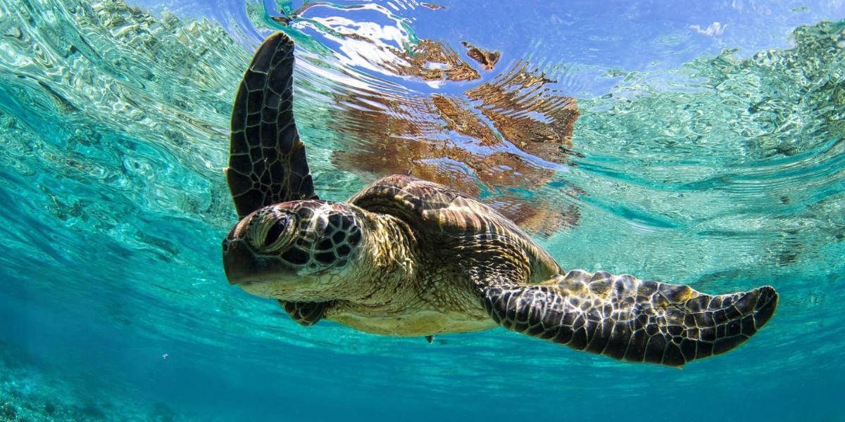 Heron Island | Swim Adventure