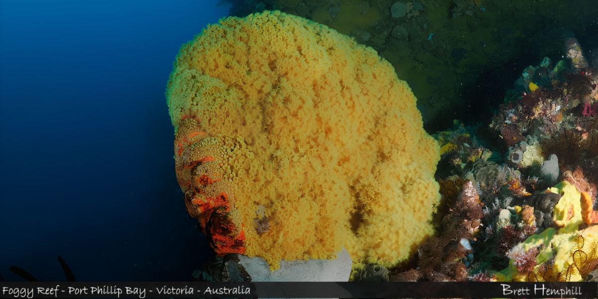 Scuba Dive - Foggy Reef / Anchor Wall 18-30M (Queenscliff)