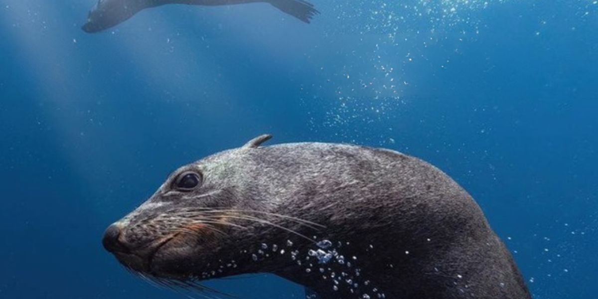 Swim with the Seals Freediving Day