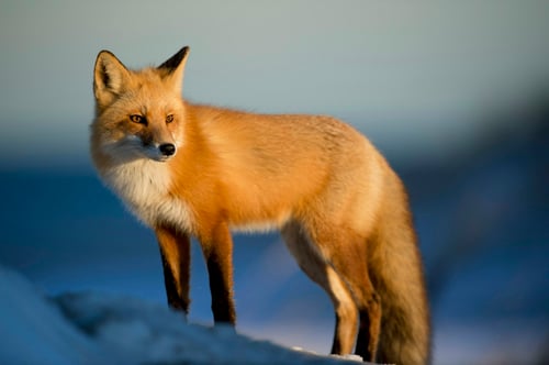 Démo — Portfolio Photographe Animalier