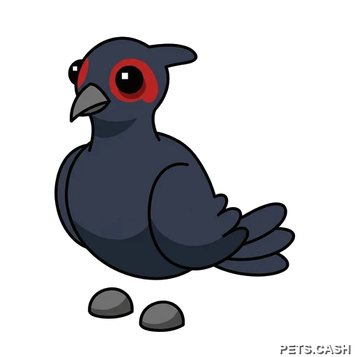 Black-Chested Pheasant