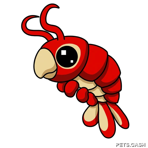 Emperor Shrimp