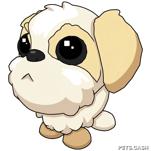 Shih Tzu