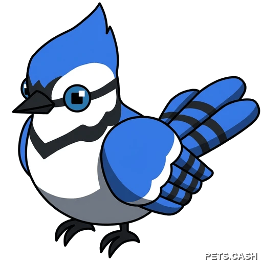 Blue Jay
