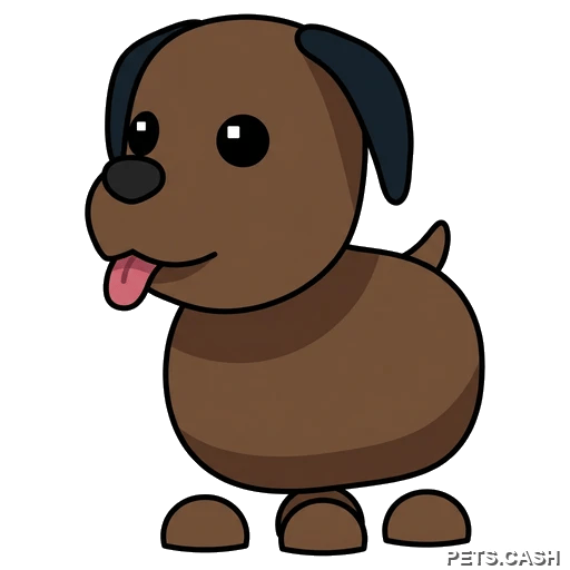 Chocolate Labrador