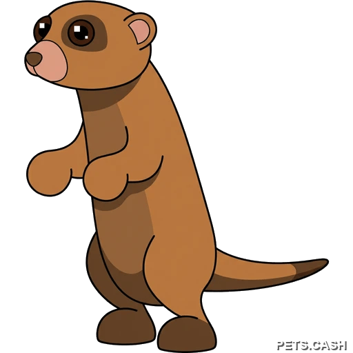 Meerkat