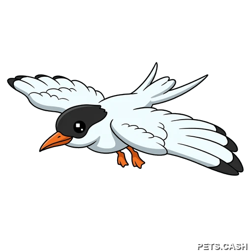Arctic Tern