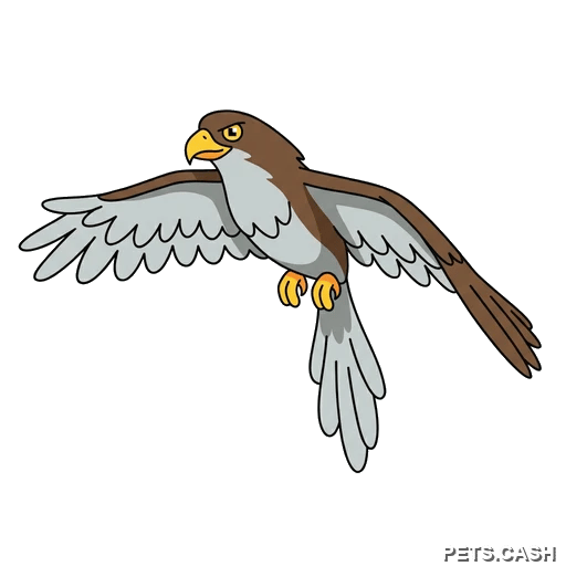 Hawk