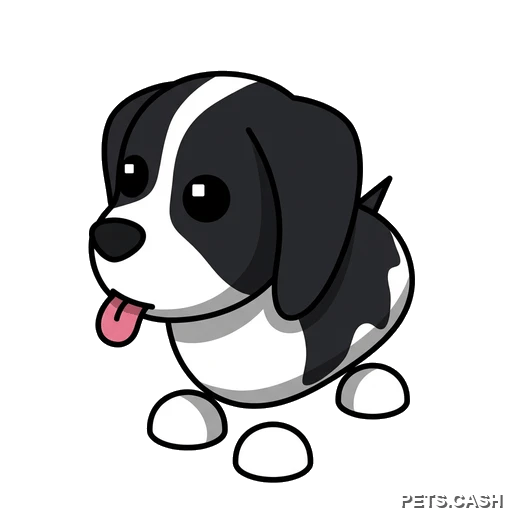 Black Springer Spaniel