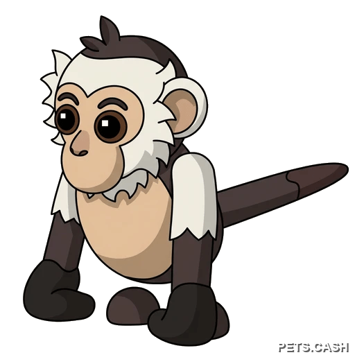 Capuchin Monkey