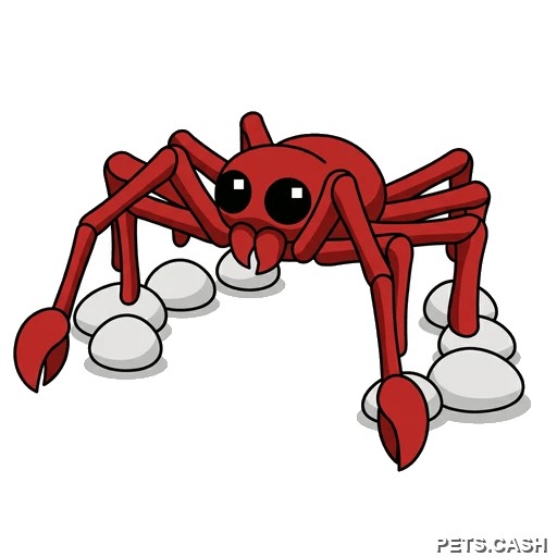 Spider Crab