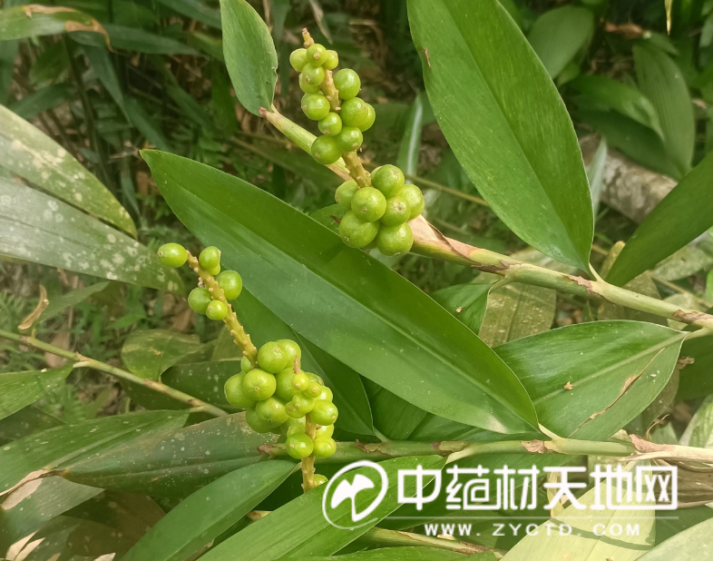 图  正在生长的益智