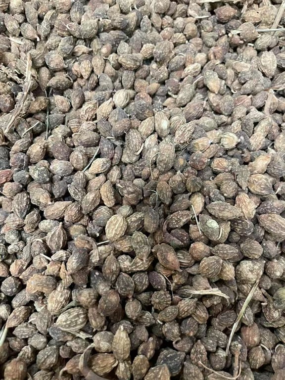 中药材益智仁的功效与作用