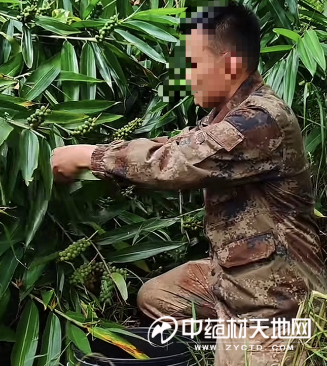 图  种植户正在采收益智