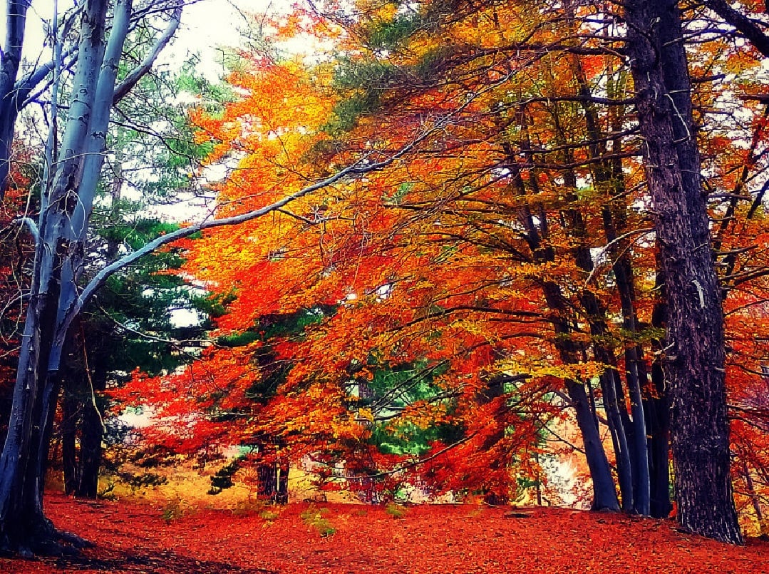 etna foliage