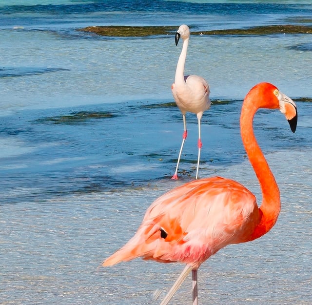 Flughafentransfers von Aruba nach Noord