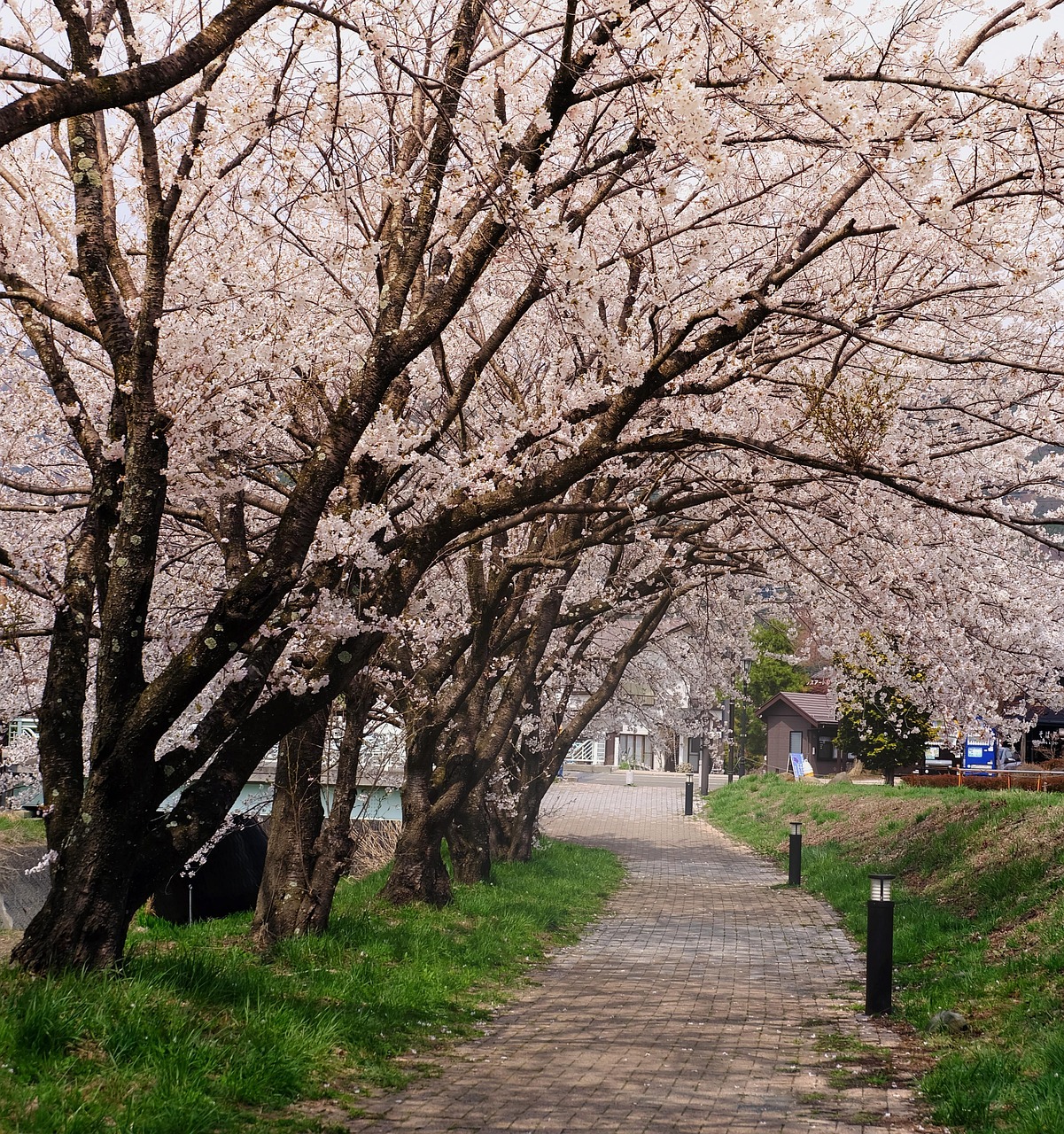Cerezos en flor en Japón: aquí es donde admirarlos