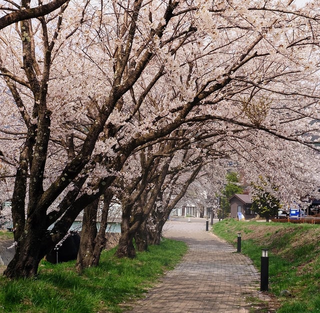 Cerisiers en fleurs au Japon : voici où les admirer