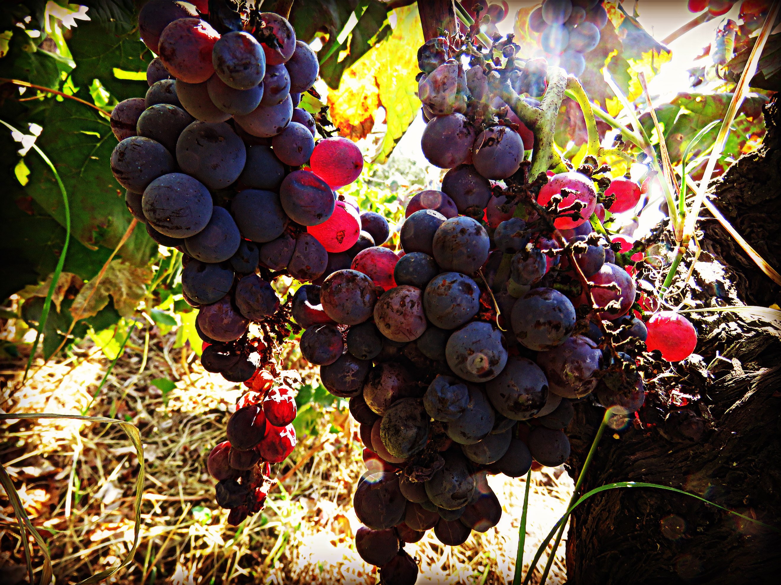 Turismo esperienziale: la vendemmia in Sicilia