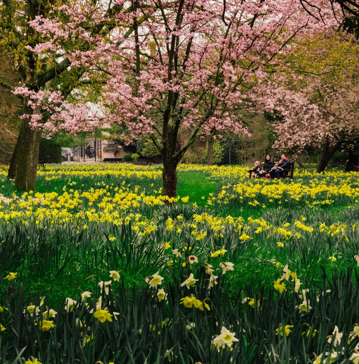 Sanremo: città del Festival … dei fiori