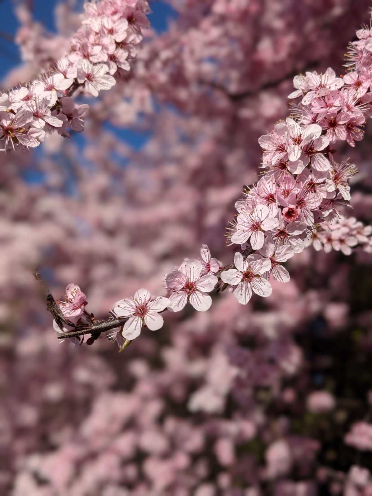 Itinerari dei ciliegi in fiore tra Giappone e Corea