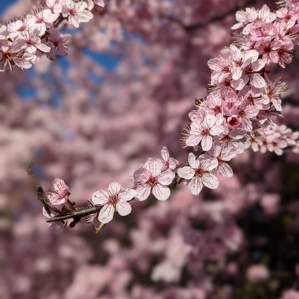 Cherry Blossom Tours in Japan and Korea